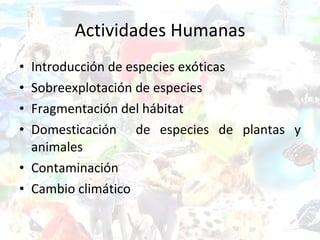 Actividades Humanas Introducción de especies exóticas  Sobreexplotación de especies Fragmentación del hábitat Domesticación  de especies de plantas y animales Contaminación  Cambio climático 