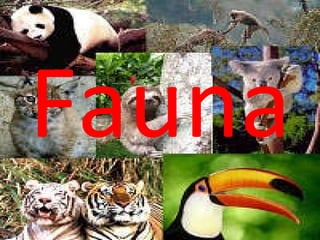 Fauna  