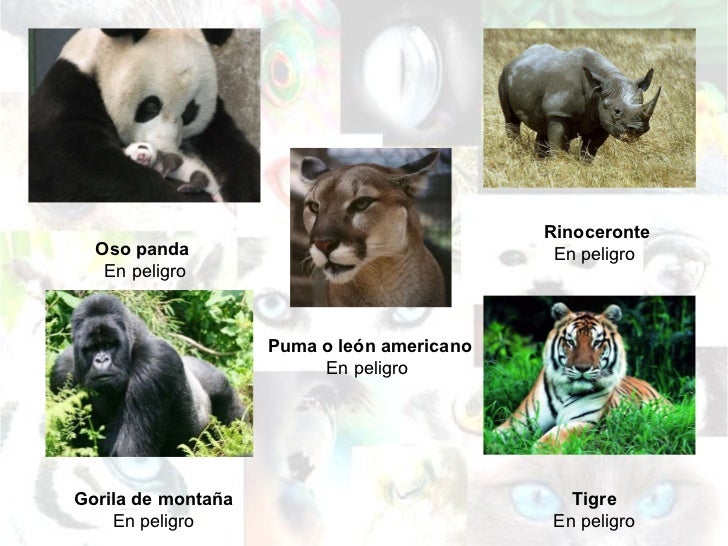 Resultado de imagen para animales en peligro de extincion terrestres