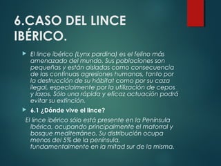 6.CASO DEL LINCE
IBÉRICO.
 El lince ibérico (Lynx pardina) es el felino más
amenazado del mundo. Sus poblaciones son 
pequeñas y están aisladas como consecuencia
de las continuas agresiones humanas, tanto por
la destrucción de su hábitat como por su caza
ilegal, especialmente por la utilización de cepos
y lazos. Sólo una rápida y eficaz actuación podrá
evitar su extinción.
 6.1 ¿Dónde vive el lince?
El lince ibérico sólo está presente en la Península
Ibérica, ocupando principalmente el matorral y
bosque mediterráneo. Su distribución ocupa
menos del 5% de la península,
fundamentalmente en la mitad sur de la misma.
 