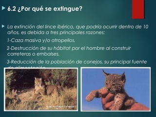  6.2 ¿Por qué se extingue?
 La extinción del lince ibérico, que podría ocurrir dentro de 10
años, es debida a tres principales razones:
1-Caza masiva y/o atropellos.
2-Destrucción de su hábitat por el hombre al construir
carreteras o embalses.
3-Reducción de la población de conejos, su principal fuente
de alimentación.
 