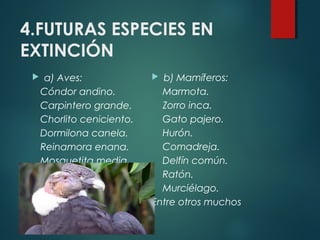 4.FUTURAS ESPECIES EN
EXTINCIÓN
 a) Aves:
Cóndor andino.
Carpintero grande.
Chorlito ceniciento.
Dormilona canela.
Reinamora enana.
Mosquetita media
luna.
 b) Mamíferos:
Marmota.
Zorro inca.
Gato pajero.
Hurón.
Comadreja.
Delfín común.
Ratón.
Murciélago.
Entre otros muchos
 