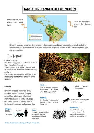 These are the places
where the jaguar
lives
These are the places
where the jaguar
lives
JAGUAR IN DANGER OF EXTINCTION
The jaguar
CHARACTERISTIC
Head. It is large, robust and more rounded
than that of the leopard. ...
Torso. Thanks to its short, compact and
muscular build, it can climb and swim very
easily. ...
Extremities. Both the legs and the tail are
short compared to those of other feline
species.
Feeding
It mainly feeds on peccaries, deer,
monkeys, tapirs, raccoons, badgers,
armadillos, rabbits and other small
mammals; as well as birds, fish, dogs,
crocodiles, alligators, lizards, snakes,
turtles and their eggs, and even carrion.
It mainly feeds on peccaries, deer, monkeys, tapirs, raccoons, badgers, armadillos, rabbits and other
small mammals; as well as birds, fish, dogs, crocodiles, alligators, lizards, snakes, turtles and their eggs
and even carrion.
owns great
sharpness
Visión
Your eyes can capture
movement at night
with 180 degree field
Feeding
It hunts mammals,
rodents, fish, lizards
and boas.
Cubs start hunting at 6
months of age
Weight:
140 kg
0.70 m
1,70 m Spots
They are unique in their
body they are not
repeated in another
specimen
Mandibulas
son tan fuertes que
pueden destrozar el
craneo de un caiman
adulto de un mordisco
Work on the extinction of the Jaguar Jeffrey R. Paredes Peña
 