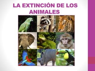 LA EXTINCIÓN DE LOS
ANIMALES
 