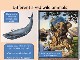 Different sized wild animals
Blue whale is
 the biggest
animal in the
   world




Can you guess which animal is
  the tallest in the picture?

Which animal is the shortest?   Here are some animals
                                   of different sizes
 Which animal is the biggest?
 
