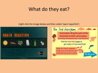 What do they eat?

(right click the image below and then select ‘open hyperlink’)
 