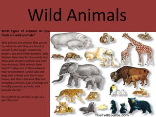 Wild Animals
What types of animals do you
think are wild animals?

Wild animals are animals that can be
found in the wild they are found in
nature, in the jungle, rainforests,
deserts, zoo and in the Antarctic. Wild
Animals have lived for thousands and
thousands of years without any help
from humans. Wild animals have
learnt to take care of themselves in
their environment. Unlike cats and
dogs wild animals cant live in your
house, and that is because they are
dangerous animals. Cats and dogs are
friendly domestic animals, wild
animals are not.

Do you think we can have a tiger as a
pet? Why not?
 