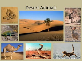 Desert Animals
 