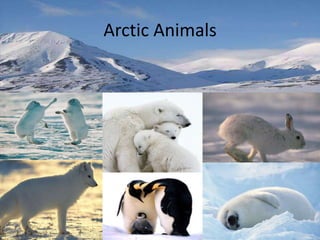 Arctic Animals
 