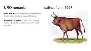 URO romania extinct from: 1627
What was it:IT was hervivorous animal,the uro
lived in herds.It is the ancestor of the cow.
Why did it disappear?It disappear because
humans hunted it so intensively for his meat
and skin.
 