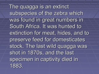 The quagga is an extinct
subspecies of the zebra which
was found in great numbers in
South Africa. It was hunted to
extinction for meat, hides, and to
preserve feed for domesticates
stock. The last wild quagga was
shot in 1870s, and the last
specimen in captivity died in
1883.
 