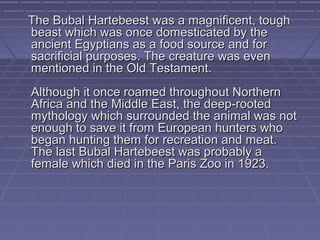 The Bubal Hartebeest was a magnificent, tough
beast which was once domesticated by the
ancient Egyptians as a food source and for
sacrificial purposes. The creature was even
mentioned in the Old Testament.
Although it once roamed throughout Northern
Africa and the Middle East, the deep-rooted
mythology which surrounded the animal was not
enough to save it from European hunters who
began hunting them for recreation and meat.
The last Bubal Hartebeest was probably a
female which died in the Paris Zoo in 1923.
 