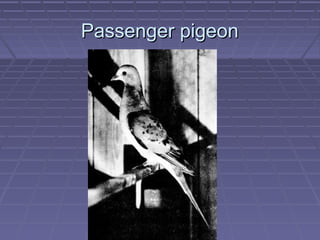 Passenger pigeon
 