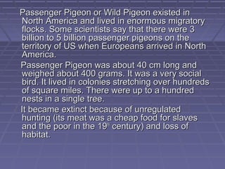 Passenger Pigeon or Wild Pigeon existed in
North America and lived in enormous migratory
flocks. Some scientists say that there were 3
billion to 5 billion passenger pigeons on the
territory of US when Europeans arrived in North
America.
Passenger Pigeon was about 40 cm long and
weighed about 400 grams. It was a very social
bird. It lived in colonies stretching over hundreds
of square miles. There were up to a hundred
nests in a single tree.
It became extinct because of unregulated
hunting (its meat was a cheap food for slaves
and the poor in the 19th century) and loss of
habitat.
 