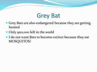 Grey Bat
 Grey Bats are also endangered because they are getting
hunted
 Only 900,000 left in the world
 I do not want ...