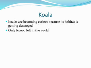 Koala
 Koalas are becoming extinct because its habitat is
getting destroyed
 Only 65,000 left in the world
 
