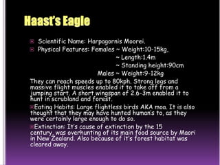 Haast’s EagleScientific Name: Harpagornis Moorei.Physical Features: Females ~ Weight:10-15kg,                                                ~ Length:1.4m                                               ~ Standing height:90cm                                     Males ~ Weight:9-12kgThey can reach speeds up to 80kph. Strong legs and massive flight muscles enabled it to take off from a jumping start. A short wingspan of 2.6-3m enabled it to hunt in scrubland and forest.Eating Habits: Large flightless birds AKA moa. It is also thought that they may have hunted human’s to, as they were certainly large enough to do so.Extinction: It’s cause of extinction by the 15 century, was overhunting of its main food source by Maori in New Zealand. Also because of it’s forest habitat was cleared away.