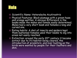HuiaScientific Name: Heteralocha AcutirostrisPhysical Features: Black plumage with a green haze and orange wattles. A obvious difference in the beaks made the males and female easily determined. Males had a very short beak and females a long and curved one.Eating habits: A diet of insects and spiders kept them sustained females used their beaks to dig into areas not easily reached.Extinction: around the early 20th century it became extinct due to it’s habitat being cleared, the introduction of predators, and over hunting as the birds were wanted by people for their feathers and skin.