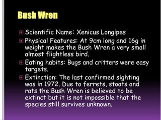 Bush WrenScientific Name: Xenicus LongipesPhysical Features: At 9cm long and 16g in weight makes the Bush Wren a very small almost flightless bird.Eating habits: Bugs and critters were easy targets.Extinction: The last confirmed sighting was in 1972. Due to ferrets, stoats and rats the Bush Wren is believed to be extinct but it is not impossible that the species still survives unknown. 