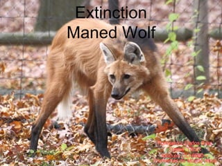 Extinction
Maned Wolf
 