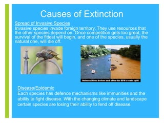 +
Causes of Extinction
Spread of Invasive Species
Invasive species invade foreign territory. They use resources that
the o...
