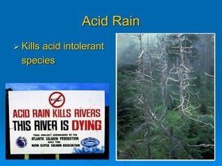 Acid Rain
 Kills acid intolerant
species
 