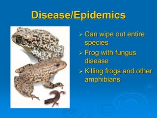 Disease/Epidemics
 Can wipe out entire
species
 Frog with fungus
disease
 Killing frogs and other
amphibians
 