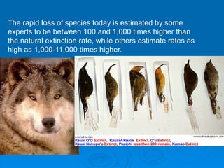 The rapid loss of species today is estimated by some
experts to be between 100 and 1,000 times higher than
the natural extinction rate, while others estimate rates as
high as 1,000-11,000 times higher.
 