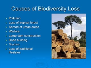 Causes of Biodiversity Loss
 Pollution
 Loss of tropical forest
 Spread of urban areas
 Warfare
 Large dam construction
 Road building
 Tourism
 Loss of traditional
lifestyles
 