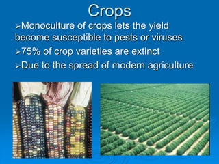 Crops
Monoculture of crops lets the yield
become susceptible to pests or viruses
75% of crop varieties are extinct
Due to the spread of modern agriculture
 