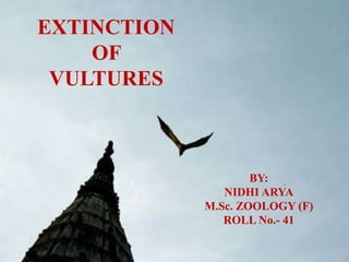 EXTINCTION
OF
VULTURES
BY:
NIDHI ARYA
M.Sc. ZOOLOGY (F)
ROLL No.- 41
 