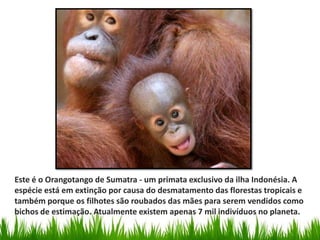 Este é o Orangotango de Sumatra - um primata exclusivo da ilha Indonésia. A
espécie está em extinção por causa do desmatamento das florestas tropicais e
também porque os filhotes são roubados das mães para serem vendidos como
bichos de estimação. Atualmente existem apenas 7 mil indivíduos no planeta.
 