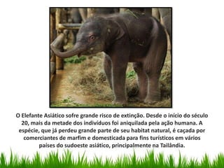 O Elefante Asiático sofre grande risco de extinção. Desde o início do século
20, mais da metade dos indivíduos foi aniquilada pela ação humana. A
espécie, que já perdeu grande parte de seu habitat natural, é caçada por
comerciantes de marfim e domesticada para fins turísticos em vários
países do sudoeste asiático, principalmente na Tailândia.
 