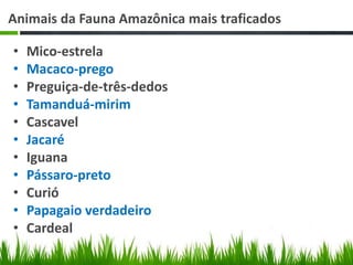 Animais da Fauna Amazônica mais traficados
• Mico-estrela
• Macaco-prego
• Preguiça-de-três-dedos
• Tamanduá-mirim
• Cascavel
• Jacaré
• Iguana
• Pássaro-preto
• Curió
• Papagaio verdadeiro
• Cardeal
 