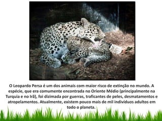 O Leopardo Persa é um dos animais com maior risco de extinção no mundo. A
espécie, que era comumente encontrada no Oriente Médio (principalmente na
Turquia e no Irã), foi dizimada por guerras, traficantes de peles, desmatamentos e
atropelamentos. Atualmente, existem pouco mais de mil indivíduos adultos em
todo o planeta.
 