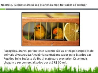No Brasil, Tucanos e araras são os animais mais traficados ao exterior
Papagaios, araras, periquitos e tucanos são as principais espécies de
animais silvestres da Amazônia contrabandeados para Estados das
Regiões Sul e Sudeste do Brasil e até para o exterior. Os animais
chegam a ser comercializados por até R$ 50 mil.
 