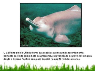 O Golfinho do Rio Chinês é uma das espécies extintas mais recentemente.
Bastante parecido com o boto da Amazônia, esta variedade de golfinhos emigrou
desde o Oceano Pacifico para o rio Yangtzé há uns 20 milhões de anos.
 