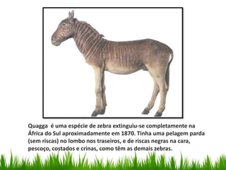 Quagga é uma espécie de zebra extinguiu-se completamente na
África do Sul aproximadamente em 1870. Tinha uma pelagem parda
(sem riscas) no lombo nos traseiros, e de riscas negras na cara,
pescoço, costados e crinas, como têm as demais zebras.
 