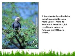 A Ararinha-Azul,ave brasileira
também conhecida como
Arara-Celeste, Arara-do-
Nordeste e Arara-Spixi, foi
considerada extinta na
Natureza em 2002, pelo
IBAMA.
 