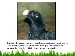 O Mutum-de-Alagoas é uma ave brasileira que antes era encontrada na
Mata Atlântica, mas desde 1999 acredita-se que esteja extinta na
natureza: há cerca de 120 indivíduos vivendo em cativeiro.
 