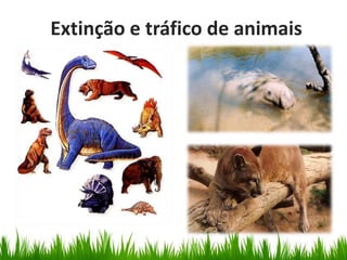 Extinção e tráfico de animais
 