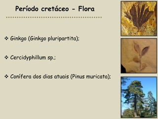 Período cretáceo - Flora



 Ginkgo (Ginkgo pluripartita);


 Cercidyphillum sp.;


 Conífera dos dias atuais (Pinus muricata);
 