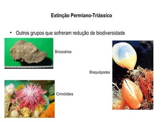 Extinção Permiano-Triássico


• Outros grupos que sofreram redução de biodiversidade


                     Briozoários




                                     Braquiópodes




                     Crinóides
 