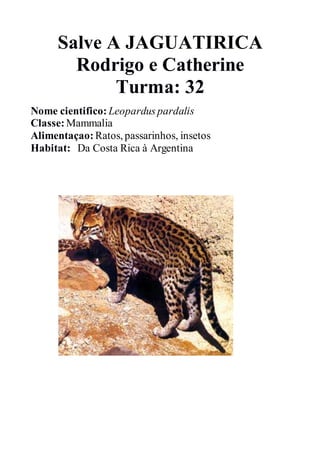 Salve A JAGUATIRICA
Rodrigo e Catherine
Turma: 32
Nome cientifico: Leopardus pardalis
Classe: Mammalia
Alimentaçao: Ratos, passarinhos, insetos
Habitat: Da Costa Rica à Argentina
 