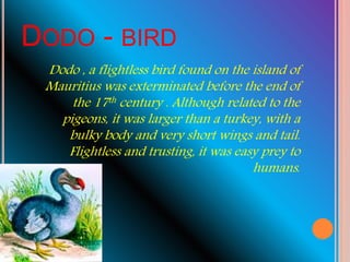 Dodo Text Extint species | PPTX