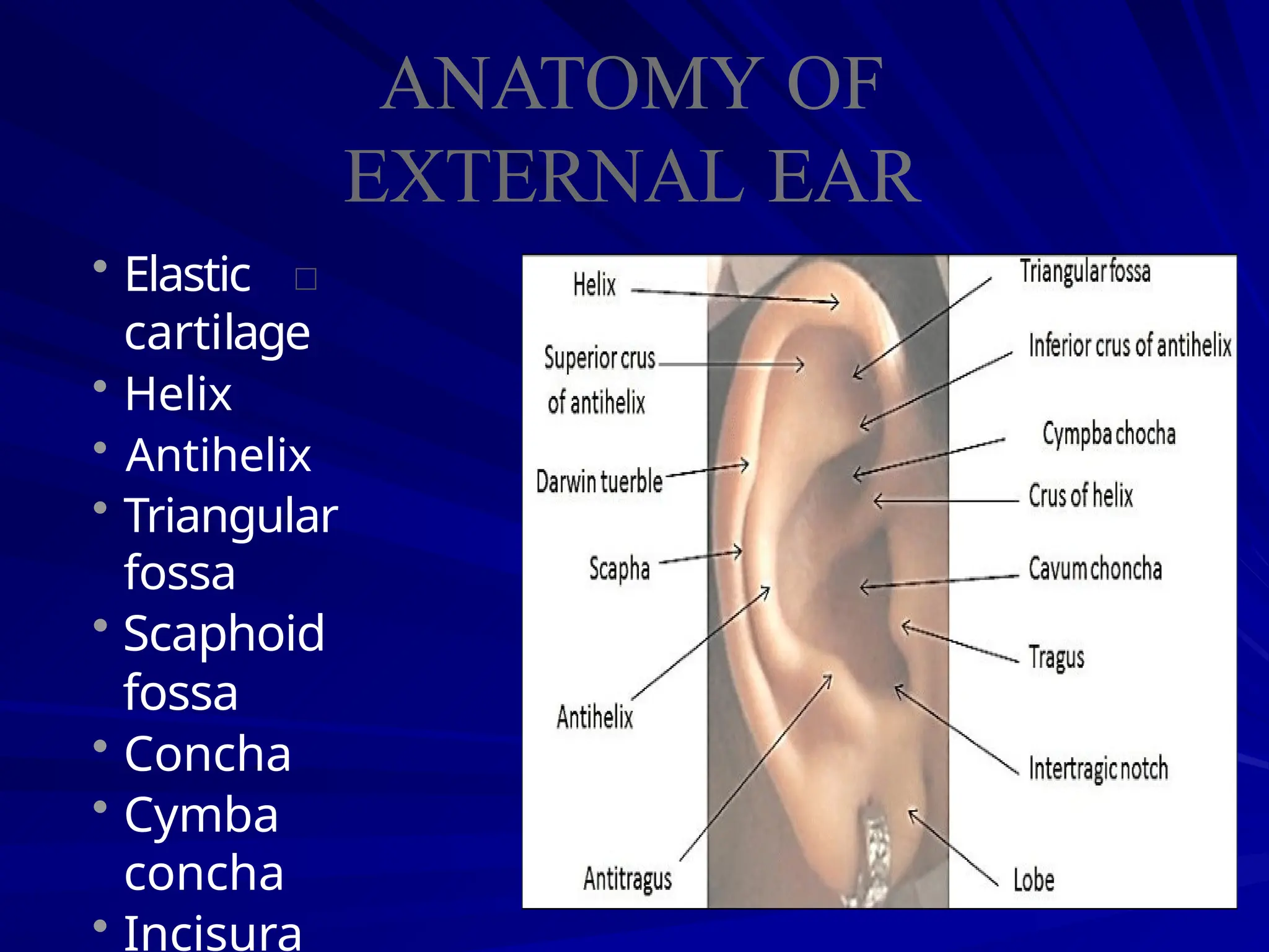 ext & middle ear anatomy.pptx ear normal | PPTX