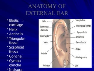 ext & middle ear anatomy.pptx ear normal | PPTX