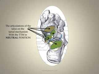 The articulations of thetalus on the tarsal mechanismWith the TTM in NEUTRAL POSITIONwww.hyprocure.com