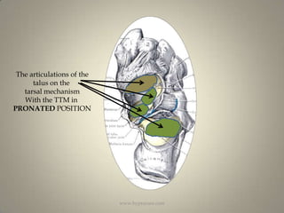 The articulations of thetalus on the tarsal mechanismWith the TTM in PRONATED POSITIONwww.hyprocure.com