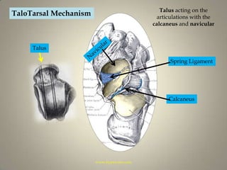 Talus acting on the articulations with the calcaneus and navicularTaloTarsal MechanismTalusNavicularSpring LigamentCalcaneuswww.hyprocure.com